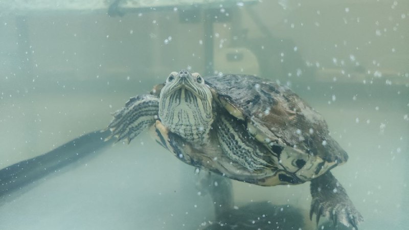 Черапахен усё - аквариум перевезли, она переехала на постоянное место жительства, всё что надо купили.